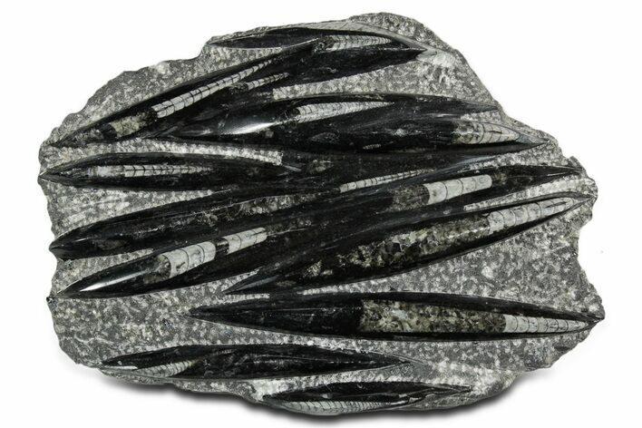 Polished Fossil Orthoceras (Cephalopod) Plate - Morocco #348436